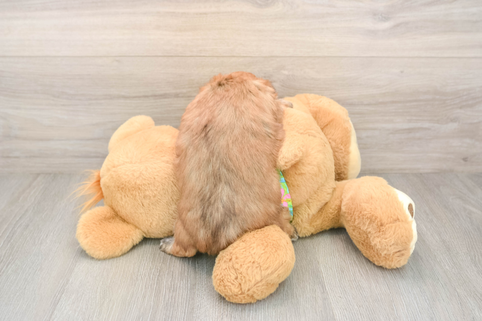 Petite Morkie Designer Pup