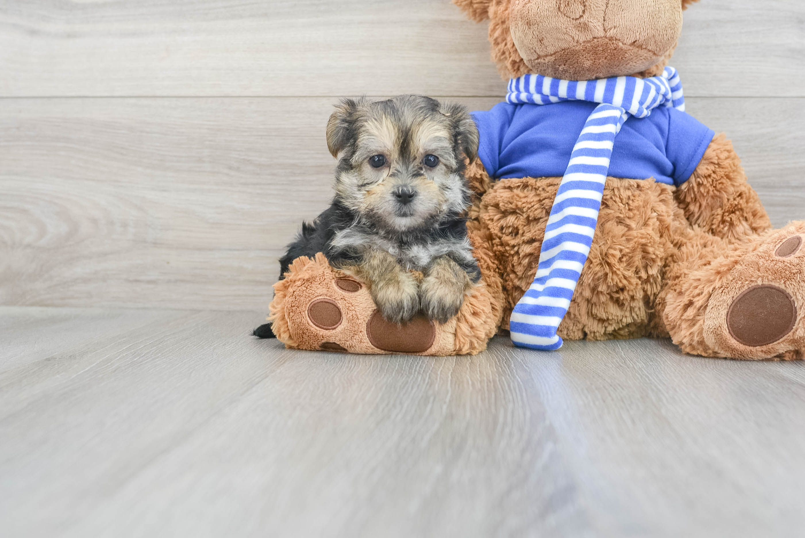 Teddy bear yorkie puppies for outlet sale