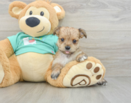 5 week old Morkie Puppy For Sale - Florida Fur Babies