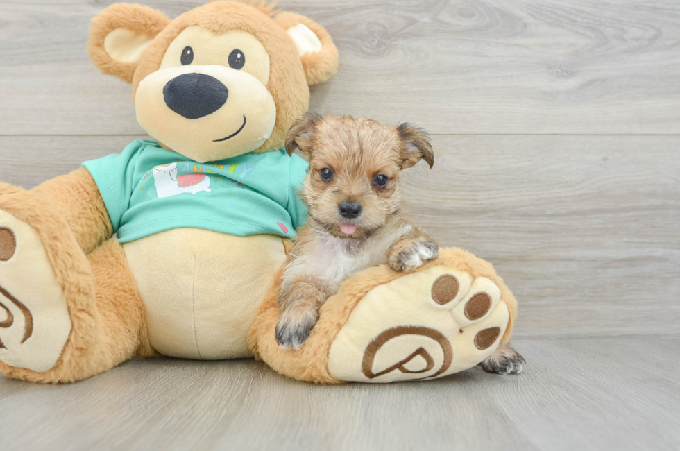6 week old Morkie Puppy For Sale - Florida Fur Babies