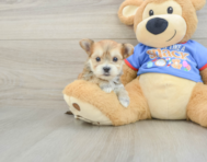 5 week old Morkie Puppy For Sale - Florida Fur Babies