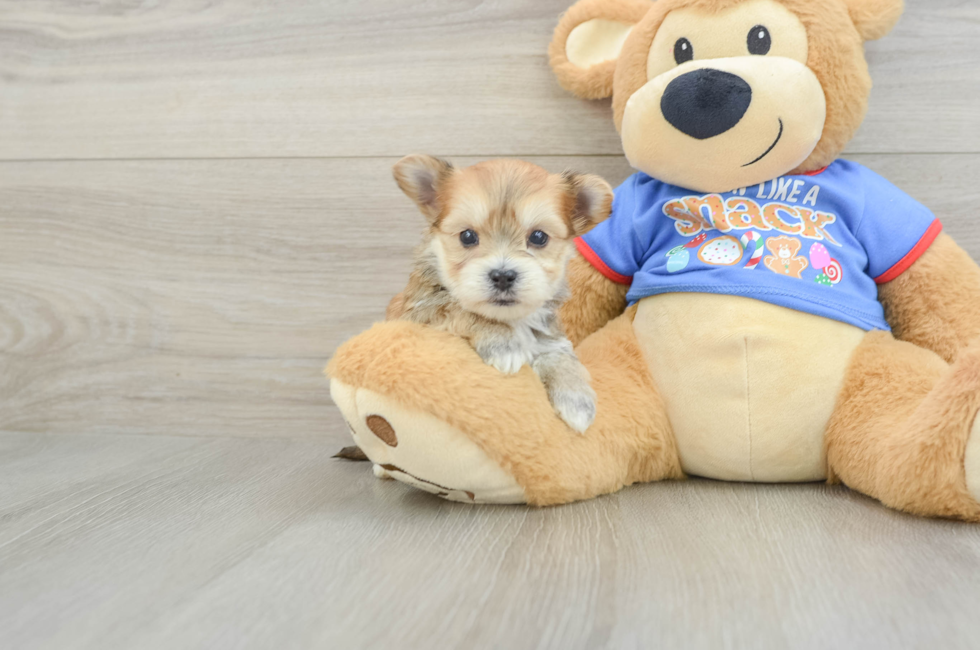 5 week old Morkie Puppy For Sale - Florida Fur Babies