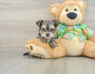 7 week old Morkie Puppy For Sale - Florida Fur Babies