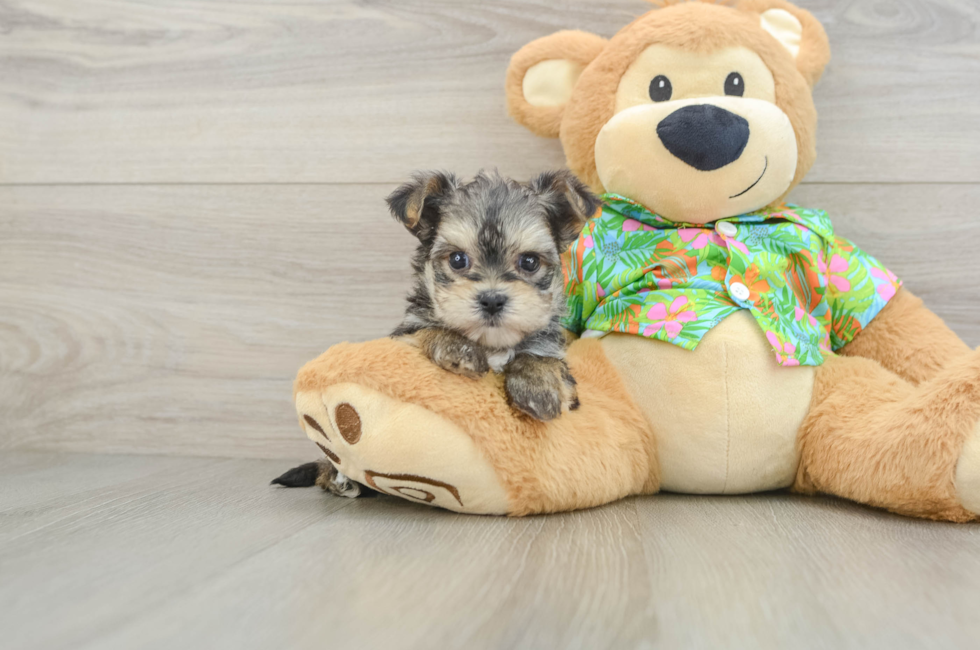 6 week old Morkie Puppy For Sale - Florida Fur Babies