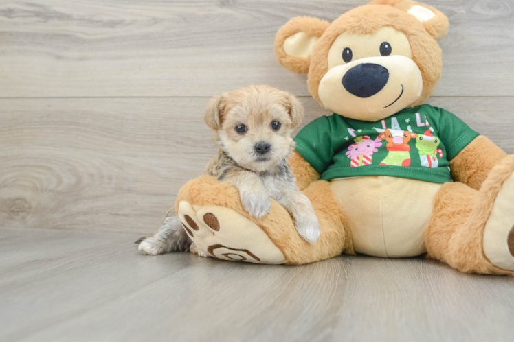 Morkie Pup Being Cute
