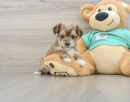 5 week old Morkie Puppy For Sale - Florida Fur Babies
