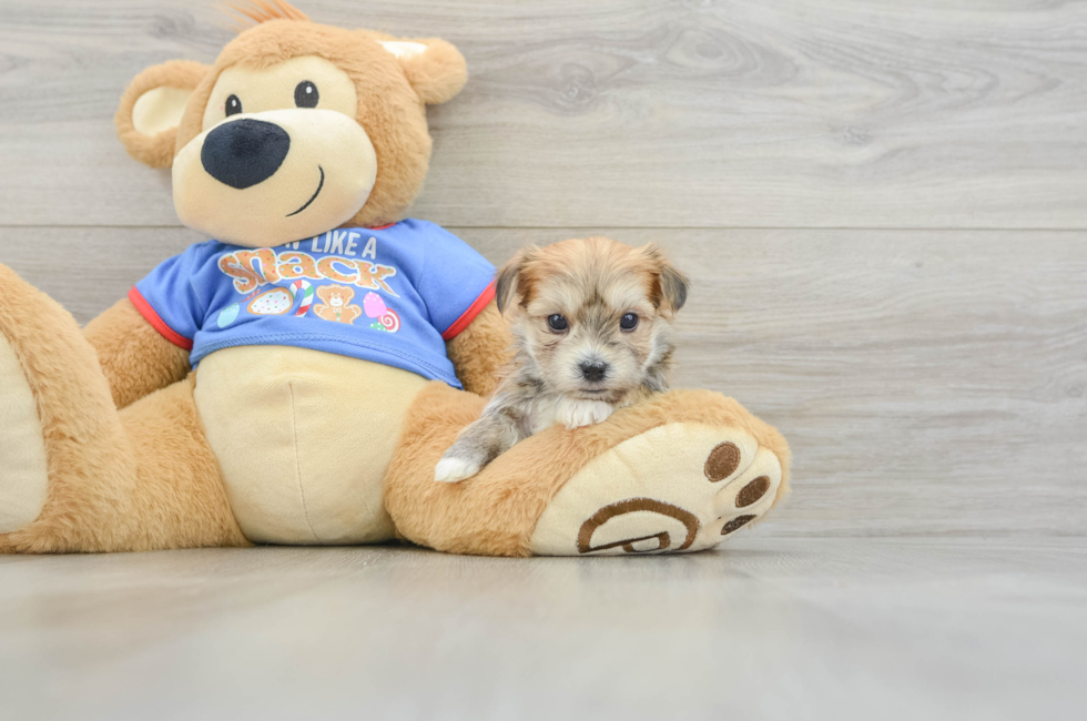 5 week old Morkie Puppy For Sale - Florida Fur Babies