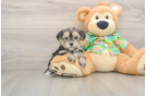 Smart Morkie Designer Pup