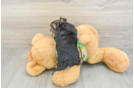 Little Maltiyork Designer Puppy