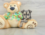 7 week old Morkie Puppy For Sale - Florida Fur Babies