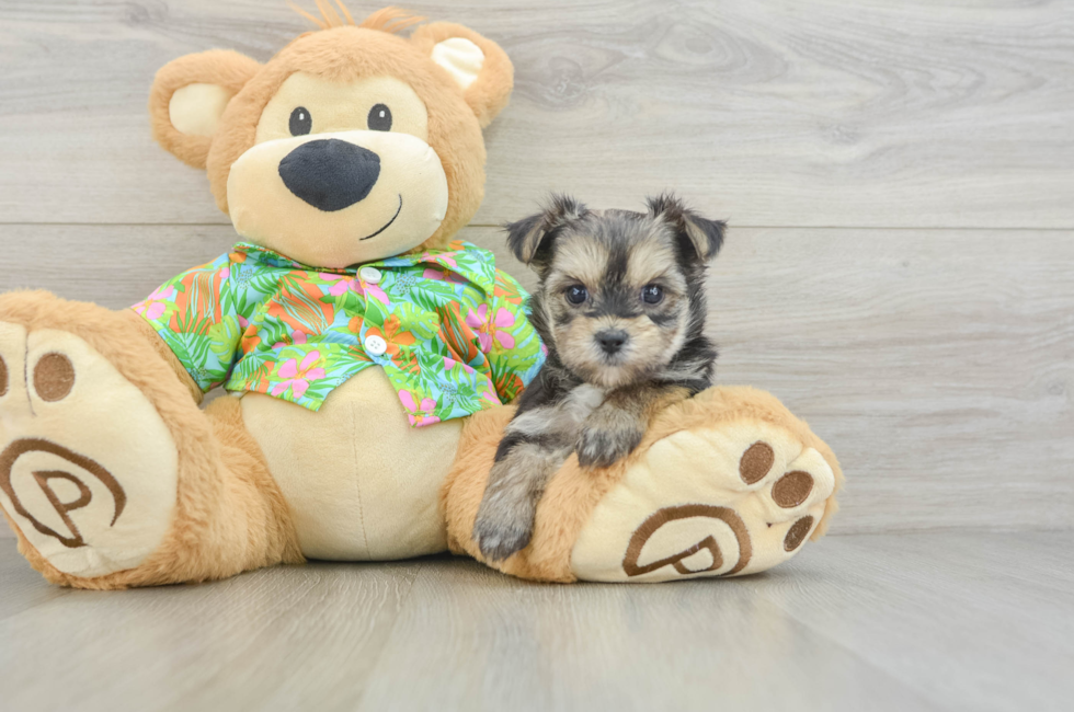 6 week old Morkie Puppy For Sale - Florida Fur Babies