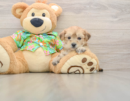 6 week old Morkie Puppy For Sale - Florida Fur Babies