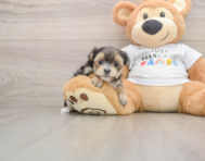 5 week old Morkie Puppy For Sale - Florida Fur Babies