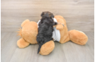 Friendly Morkie Baby