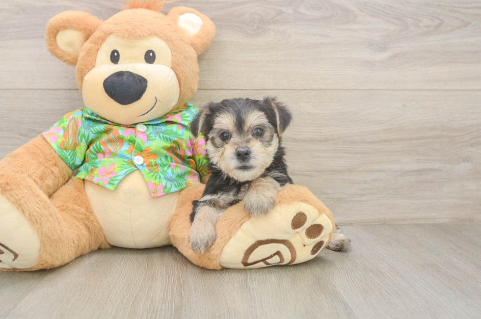 5 week old Morkie Puppy For Sale - Florida Fur Babies