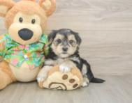 8 week old Morkie Puppy For Sale - Florida Fur Babies