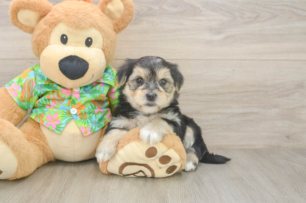 5 week old Morkie Puppy For Sale - Florida Fur Babies