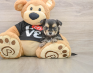 6 week old Morkie Puppy For Sale - Florida Fur Babies