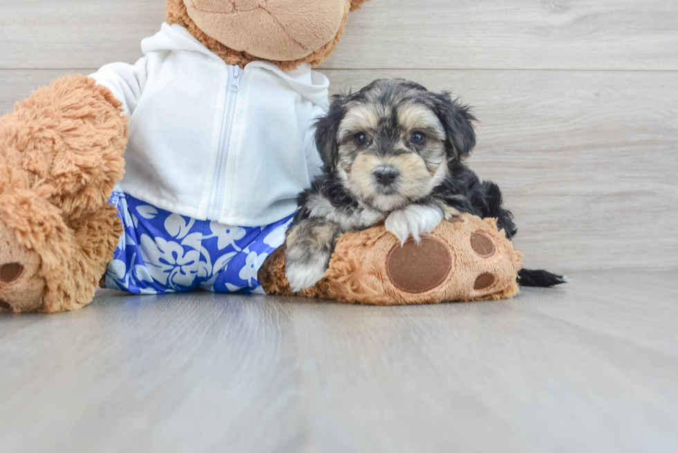 Morkie Pup Being Cute