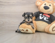6 week old Morkie Puppy For Sale - Florida Fur Babies
