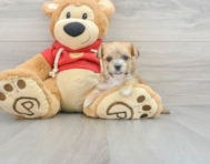 13 week old Morkie Puppy For Sale - Florida Fur Babies