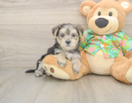 8 week old Morkie Puppy For Sale - Florida Fur Babies