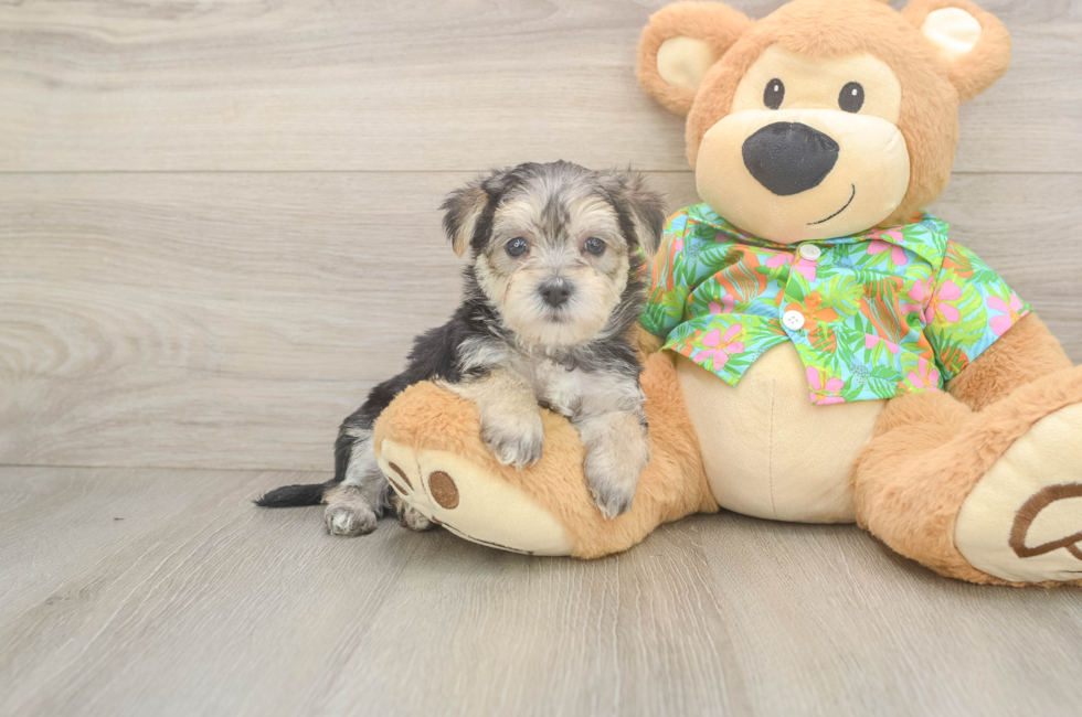 5 week old Morkie Puppy For Sale - Florida Fur Babies