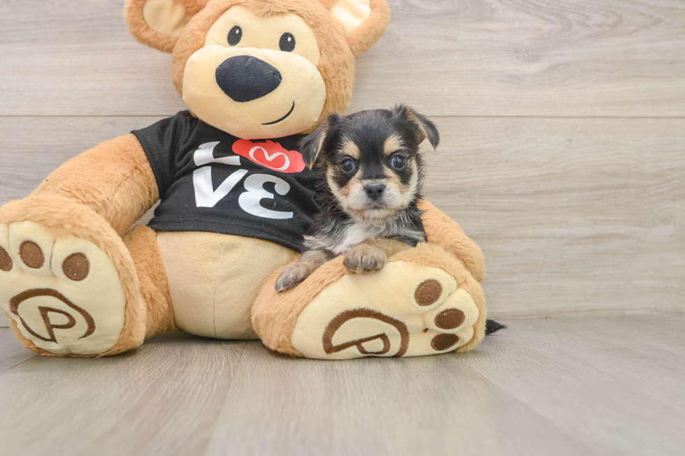 Energetic Yorkiemalt Designer Puppy