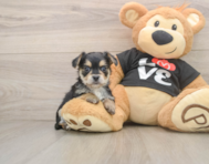 6 week old Morkie Puppy For Sale - Florida Fur Babies