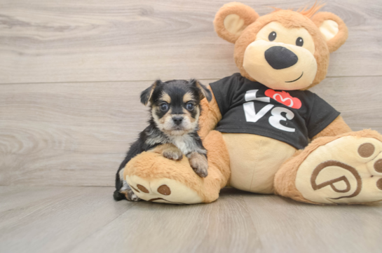 Cute Morkie Baby