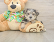 8 week old Morkie Puppy For Sale - Florida Fur Babies