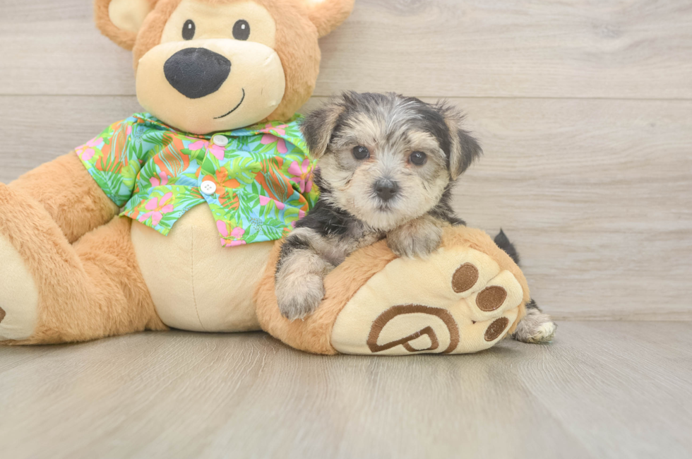 5 week old Morkie Puppy For Sale - Florida Fur Babies