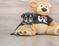 6 week old Morkie Puppy For Sale - Florida Fur Babies