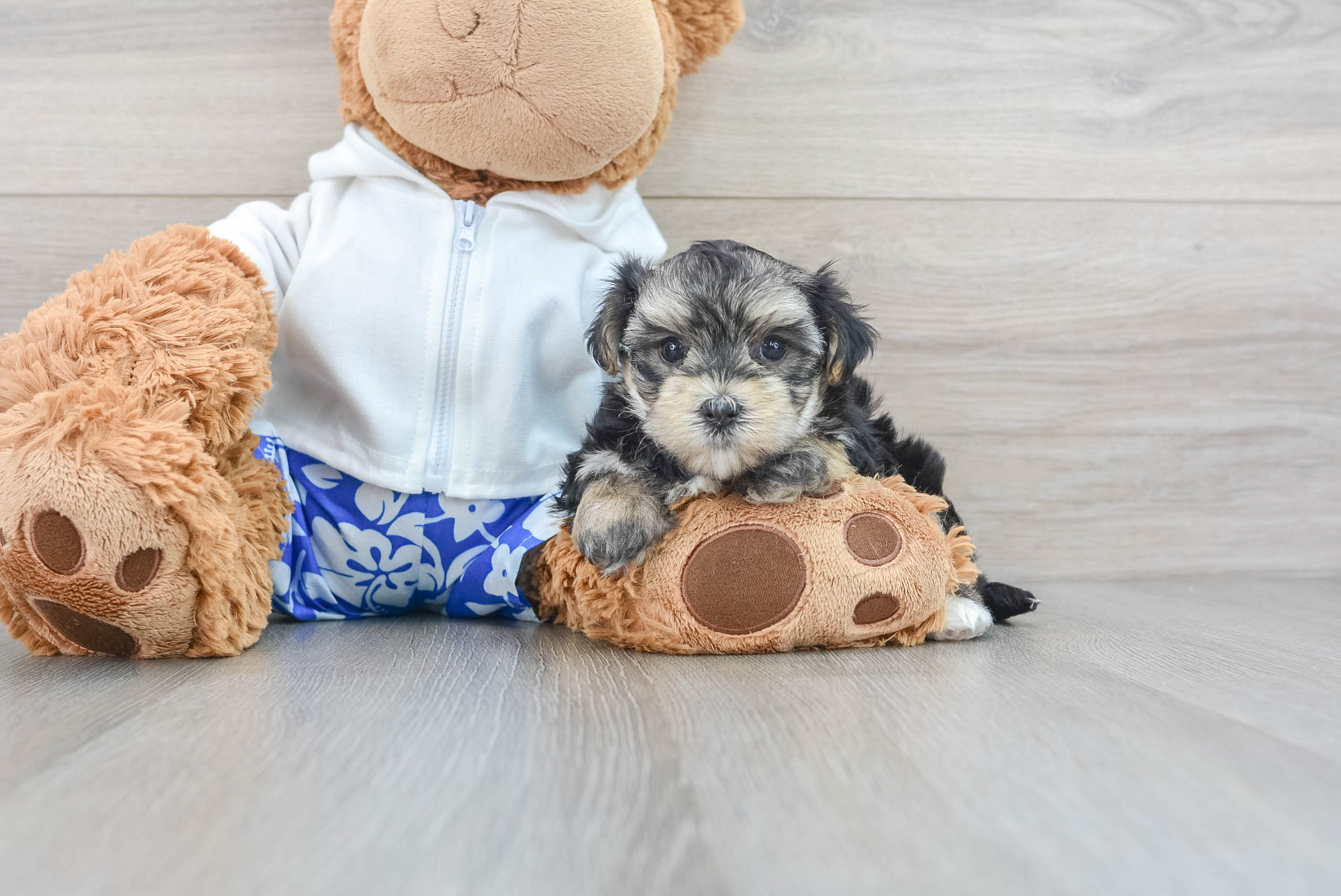 Teddy bear morkie puppies for clearance sale