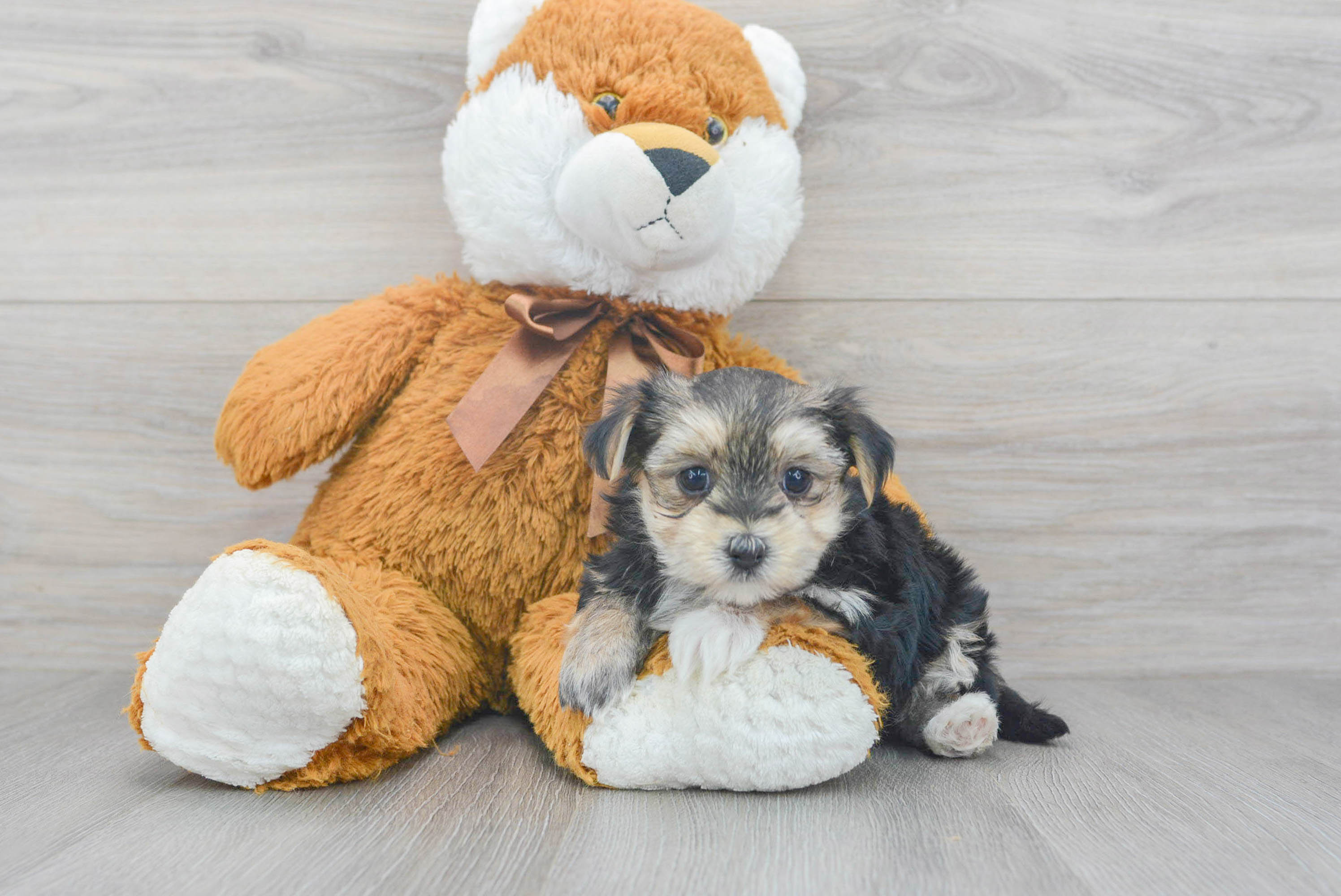 Morkie Puppy for Adoption