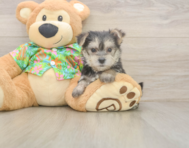 8 week old Morkie Puppy For Sale - Florida Fur Babies
