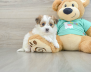 6 week old Morkie Puppy For Sale - Florida Fur Babies