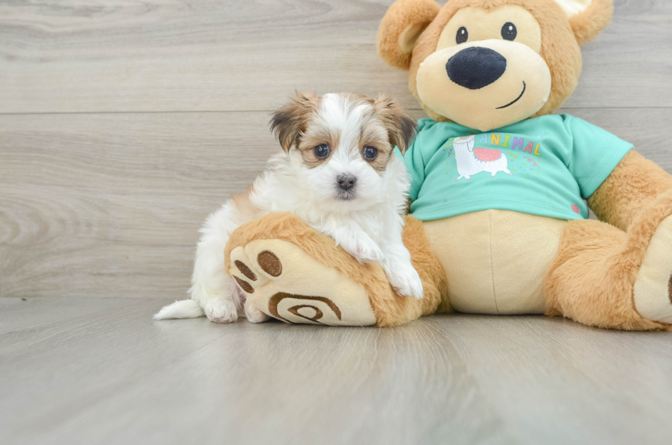 6 week old Morkie Puppy For Sale - Florida Fur Babies