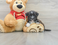 7 week old Morkie Puppy For Sale - Florida Fur Babies