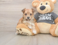 8 week old Morkie Puppy For Sale - Florida Fur Babies