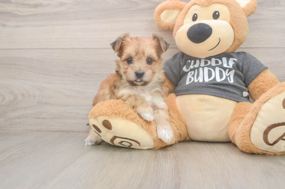 7 week old Morkie Puppy For Sale - Florida Fur Babies