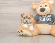 8 week old Morkie Puppy For Sale - Florida Fur Babies