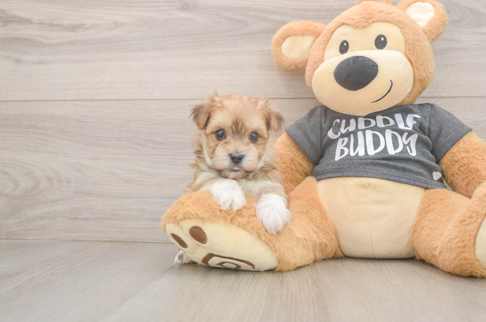 7 week old Morkie Puppy For Sale - Florida Fur Babies