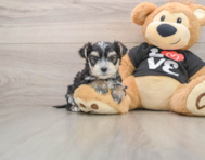 6 week old Morkie Puppy For Sale - Florida Fur Babies