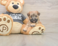 8 week old Morkie Puppy For Sale - Florida Fur Babies
