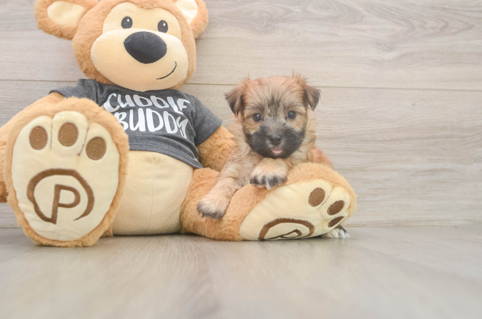7 week old Morkie Puppy For Sale - Florida Fur Babies