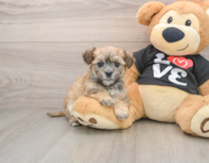 6 week old Morkie Puppy For Sale - Florida Fur Babies