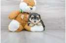 Meet Doug - our Morkie Puppy Photo 1/3 - Florida Fur Babies