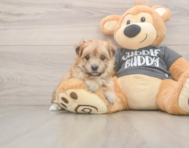 8 week old Morkie Puppy For Sale - Florida Fur Babies