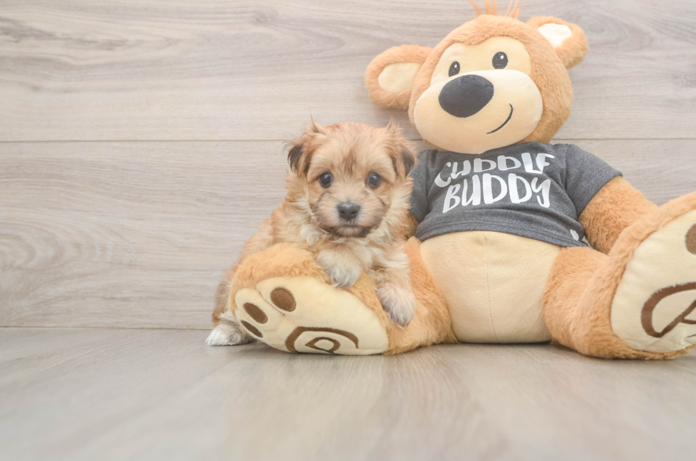7 week old Morkie Puppy For Sale - Florida Fur Babies